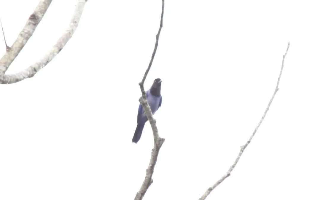 File:Violaceous Jay (Cyanocorax violaceus) (9496923041).jpg