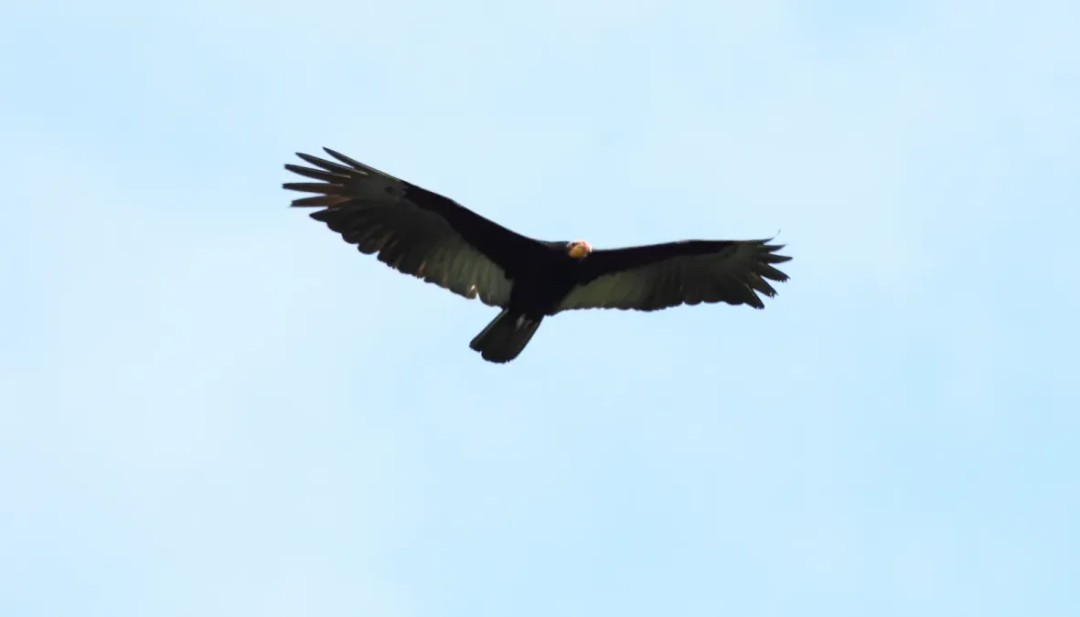 File:Greater Yellow-headed Vulture (Cathartes melambrotus) (9499720202).jpg