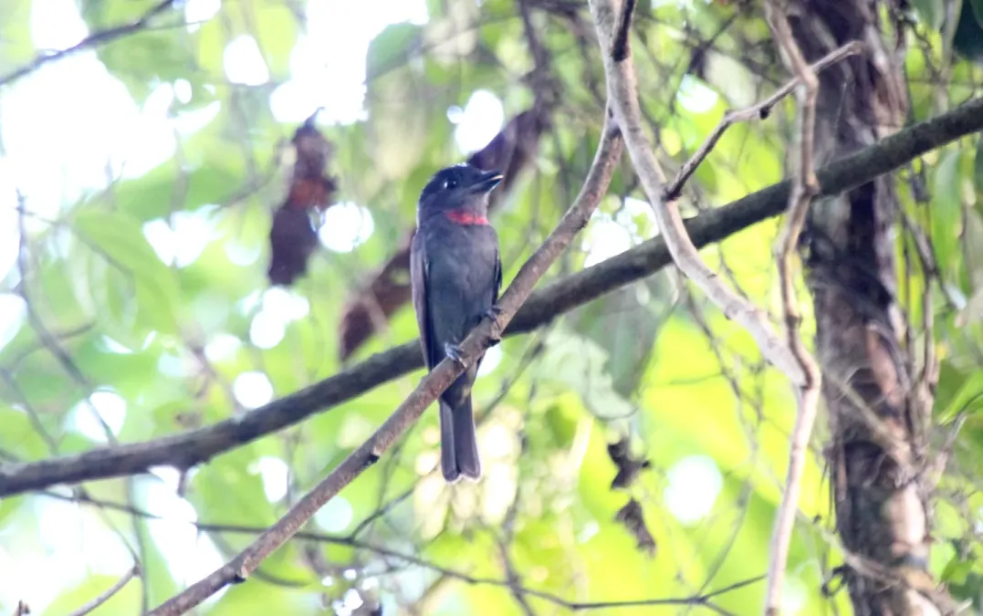 File:Pink-throated Becard (Pachyramphus minor) (9496922617).jpg