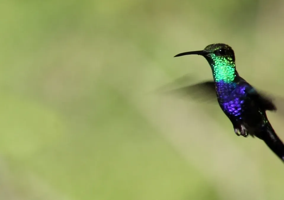 File:Fork-tailed Woodnymph (Thalurania furcata) (9499718598).jpg