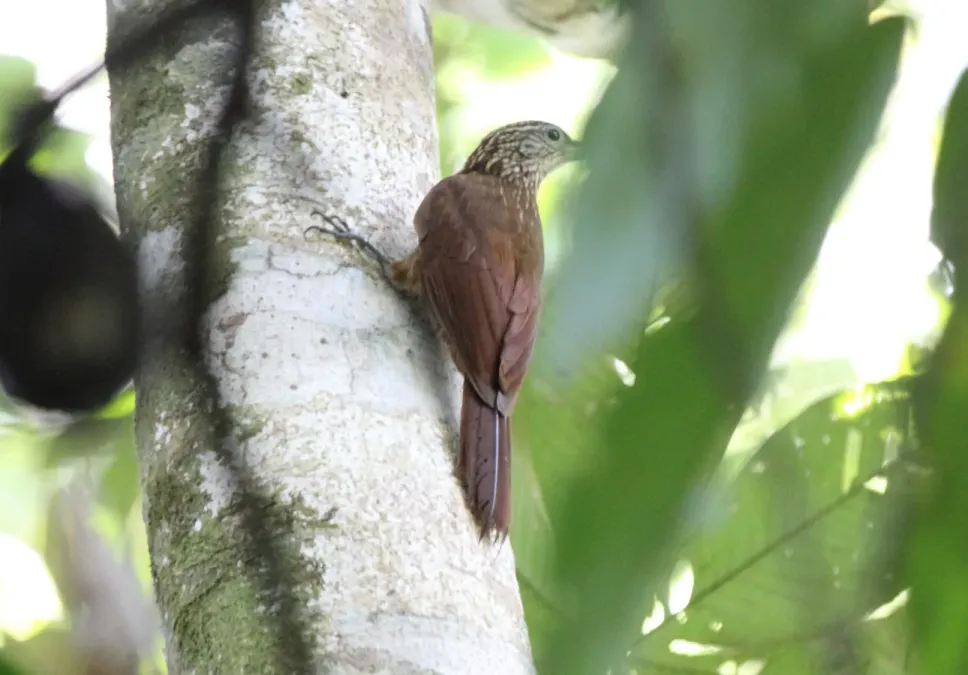 File:Buff-throated Woodcreeper (Xiphorhynchus guttatus) (9499715868).jpg