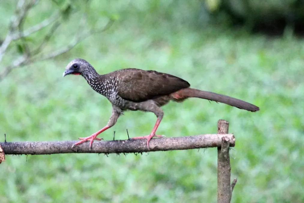 File:Speckled Chachalaca (Ortalis guttata) (9499708782).jpg