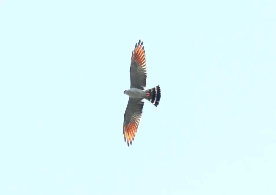 File:Plumbeous Kite (Ictinia plumbea) (9496892833).jpg