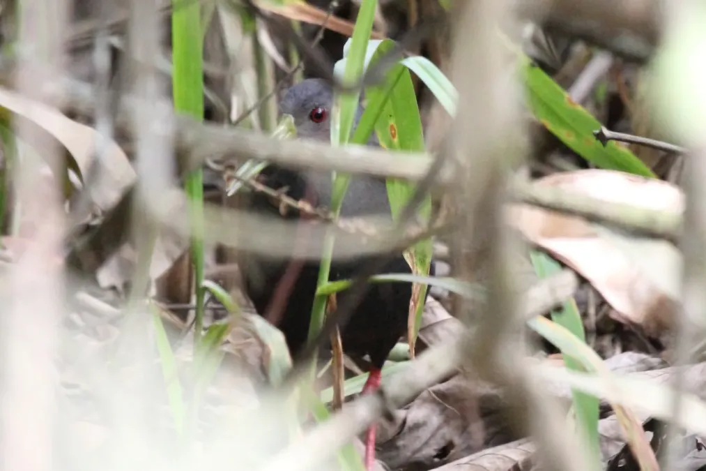 File:Blackish Rail (Pardirallus nigricans) (9496869391).jpg