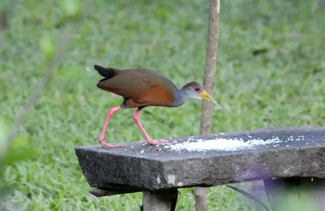 File:Gray-cowled Wood-Rail (Aramides cajaneus) (9496882671).jpg