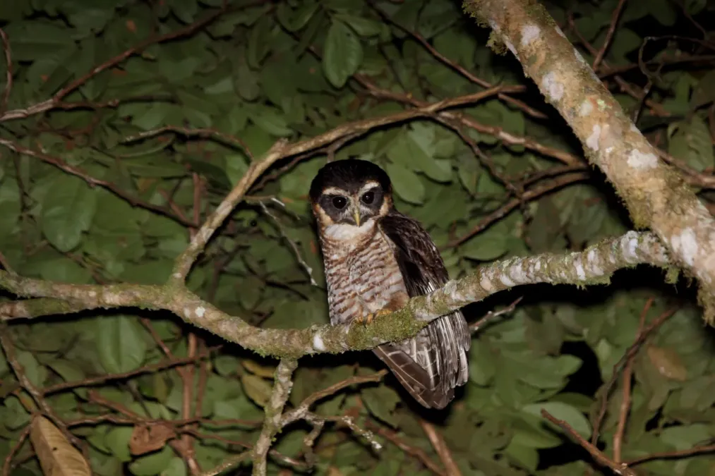 File:Band-bellied Owl (Pulsatrix melanota) (9499668356).jpg
