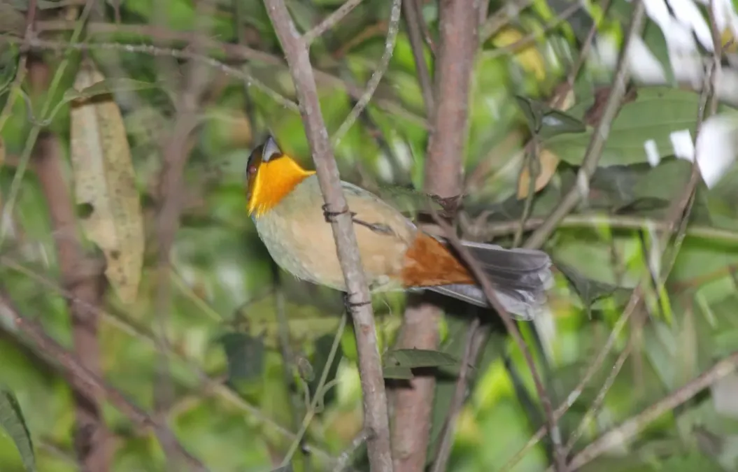 File:Yellow-throated Tanager (Iridosornis analis) (9496855811).jpg
