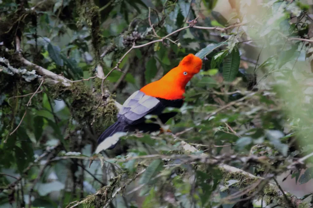 File:Andean Cock-of-the-Rock (Rupicola peruvianus) (9496852895).jpg