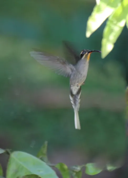 File:Green Hermit (Phaethornis guy) (9499630366).jpg