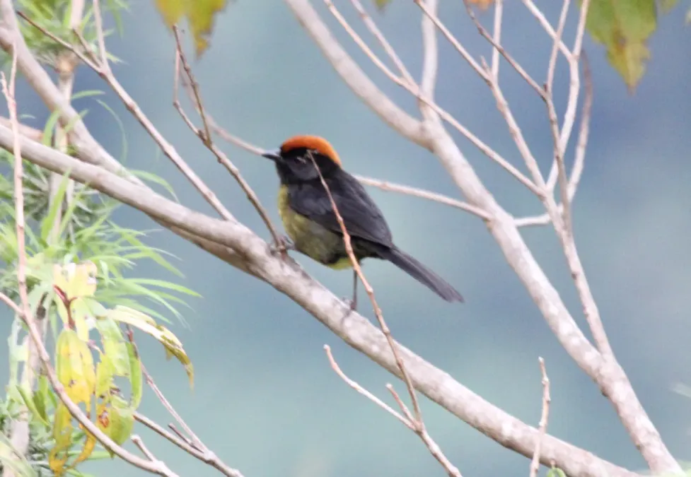 File:Black-faced Brush-Finch (Atlapetes melanolaemus) (9499623126).jpg