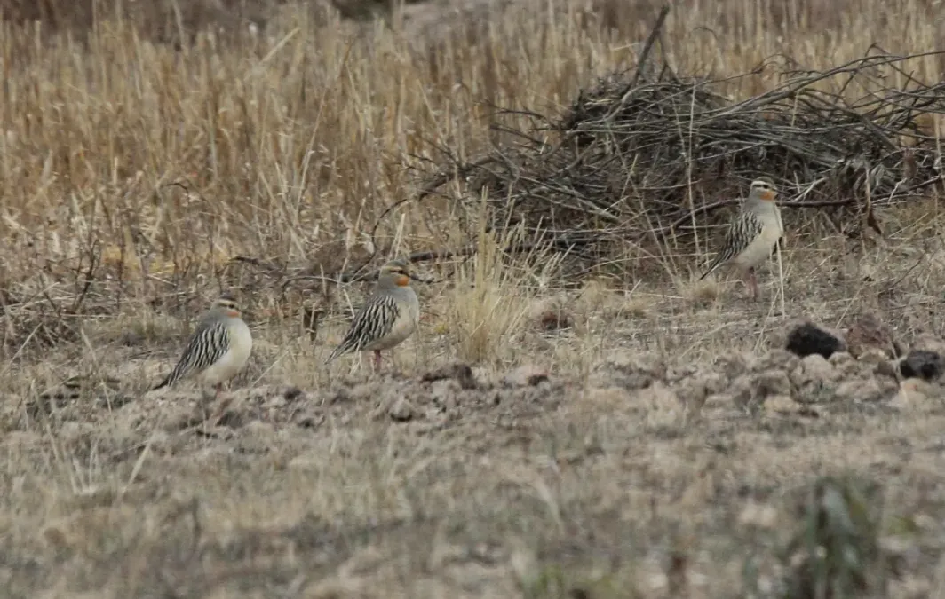 File:Tawny-throated Dotterel (Oreopholus ruficollis) (9496813401).jpg