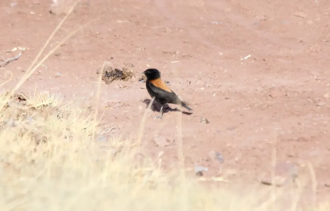 File:Andean Negrito (Lessonia oreas) (9496811323).jpg