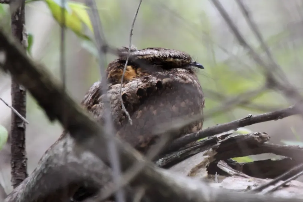 File:Eastern Whip-poor-will (Antrostomus vociferus) (8733127696).jpg