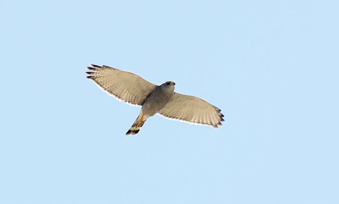 File:Gray Hawk (Buteo plagiatus) (8731998447).jpg
