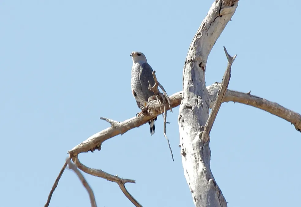 File:Gray Hawk (Buteo plagiatus) (8731997595).jpg