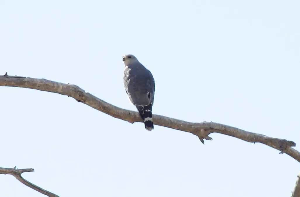 File:Gray Hawk (Buteo plagiatus) (8733114948).jpg