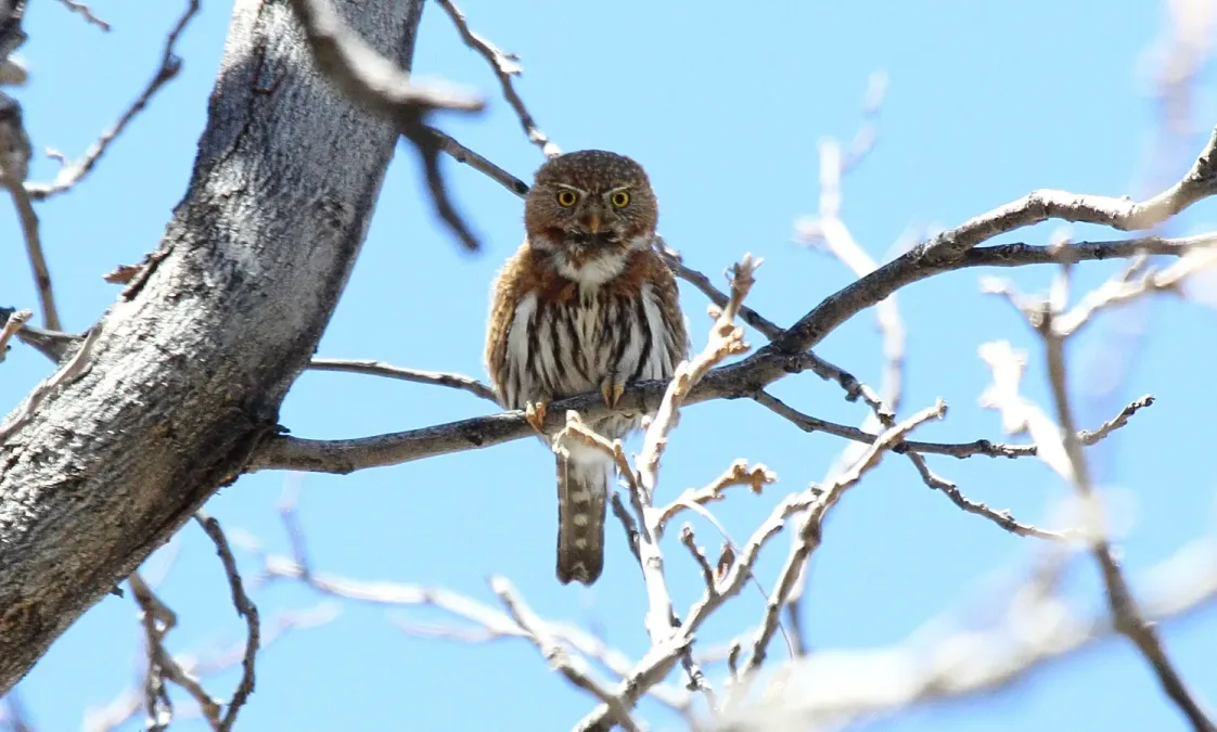 File:Northern Pygmy-Owl (Glaucidium gnoma) (8731991057).jpg