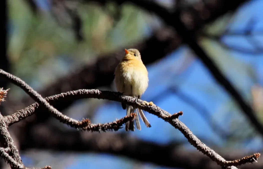 File:Buff-breasted Flycatcher (Empidonax fulvifrons) (8731989587).jpg