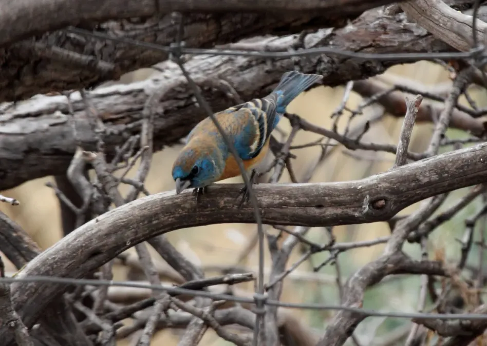 File:Lazuli Bunting (Passerina amoena) (8731988753).jpg