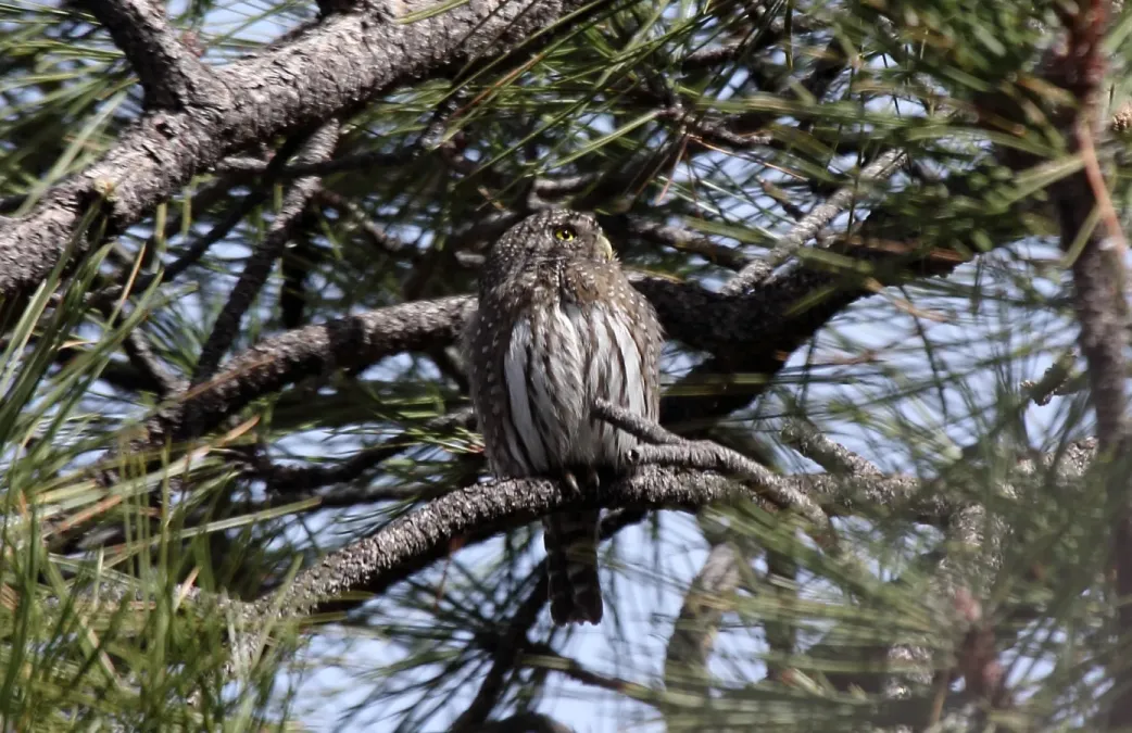 File:Northern Pygmy Owl (Glaucidium gnoma) (8571153434).jpg