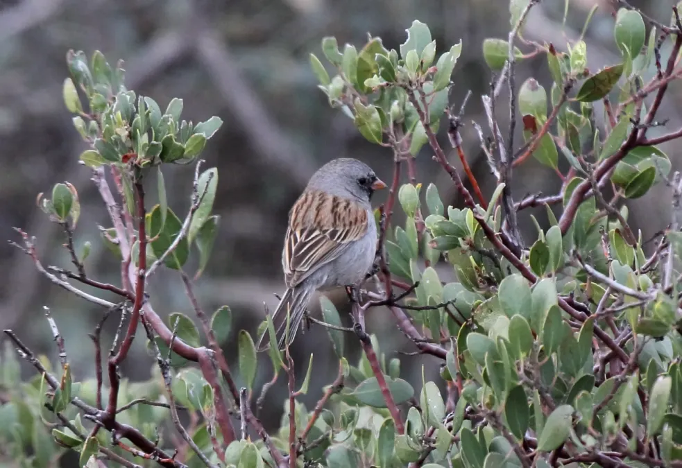 File:Black-chinned Sparrow (Spizella atrogularis) (8570058461).jpg