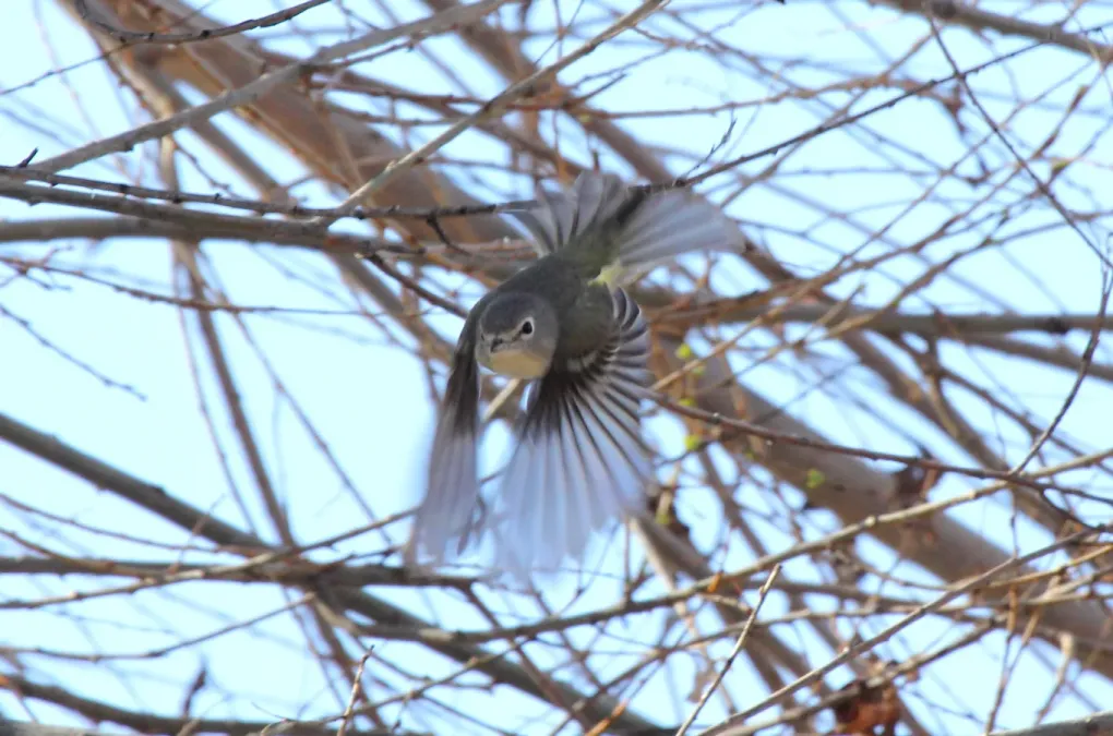 File:Cassin's Vireo (Vireo cassinii) (8571143692).jpg