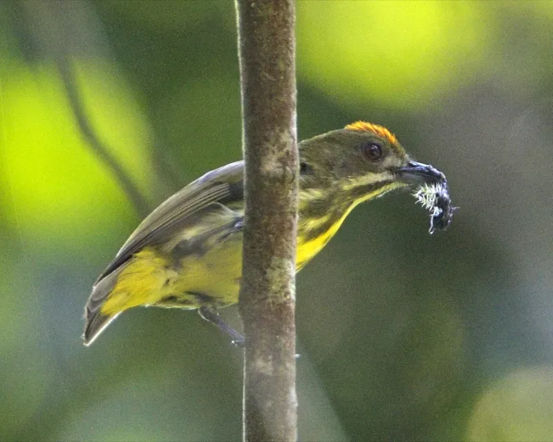 File:Yellow-breasted Flowerpecker (Prionochilus maculatus).jpg