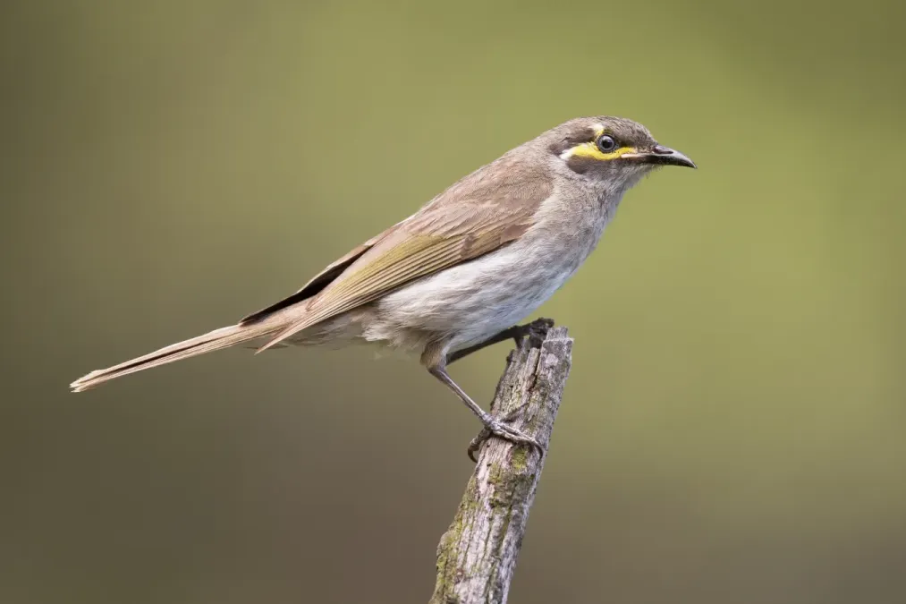 File:Caligavis chrysops - Lake Parramatta Reserve.jpg