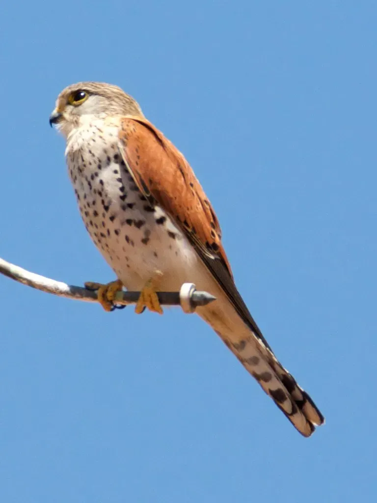 File:Madagascar Kestrel (Falco newtoni) Ambohitantely Reserve.jpg