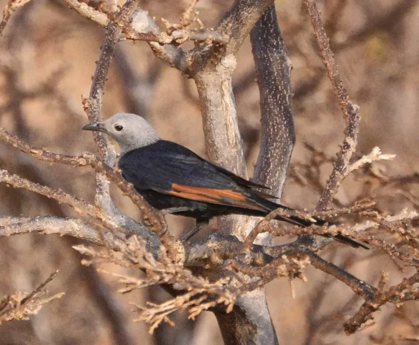 File:Socotra Starling (Onychognathus frater) female.jpg