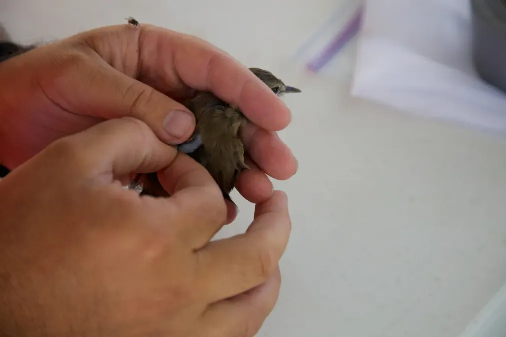 File:Acrocephalus familiaris - USFWS Hagerty in the hand.jpg