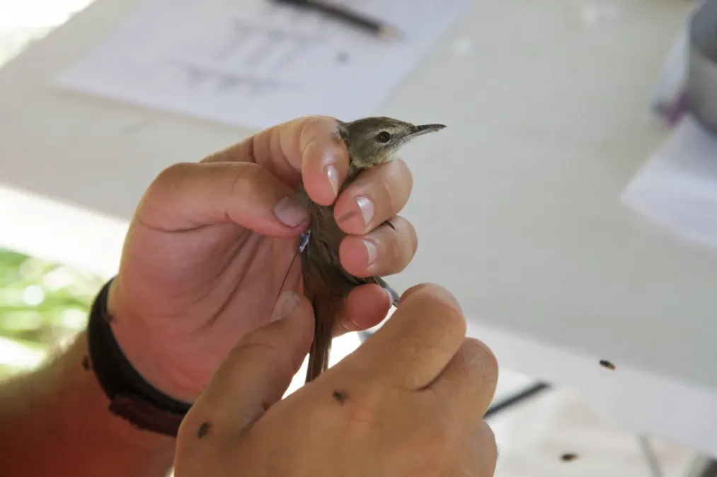 File:Acrocephalus familiaris - USFWS Hagerty in the hand 2.jpg