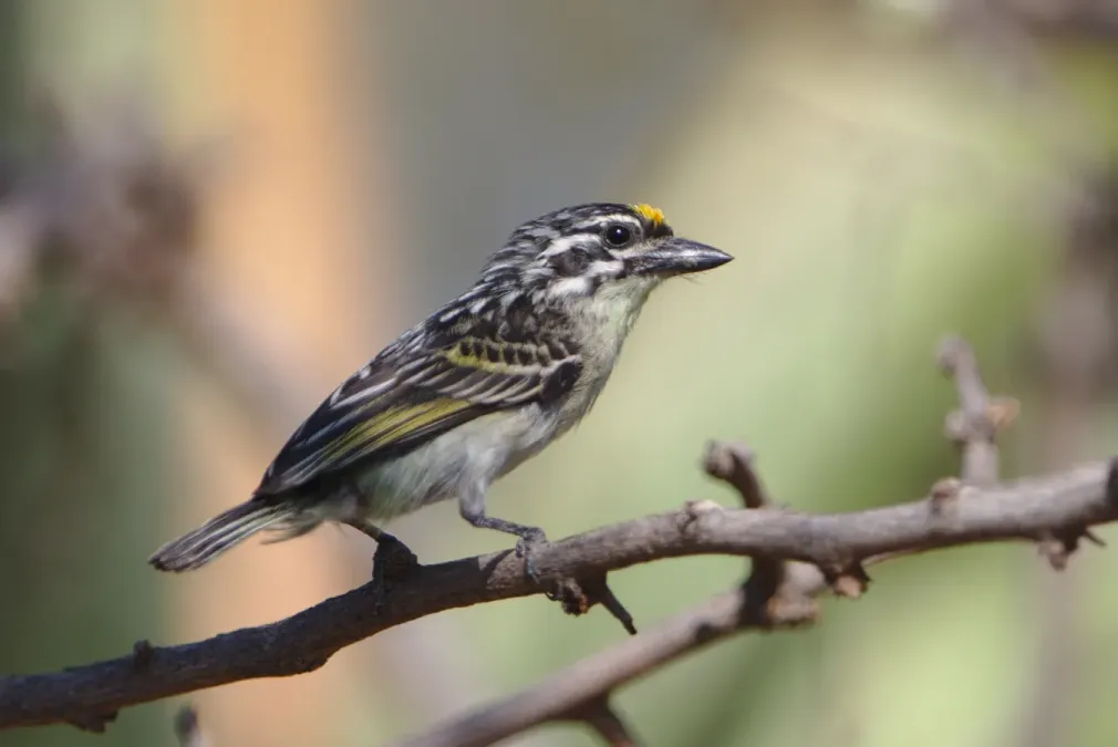 File:Yellow-fronted tinkerbird, Pogoniulus chrysoconus, at Rust de Winter Dam, South Africa. (45364883194).jpg