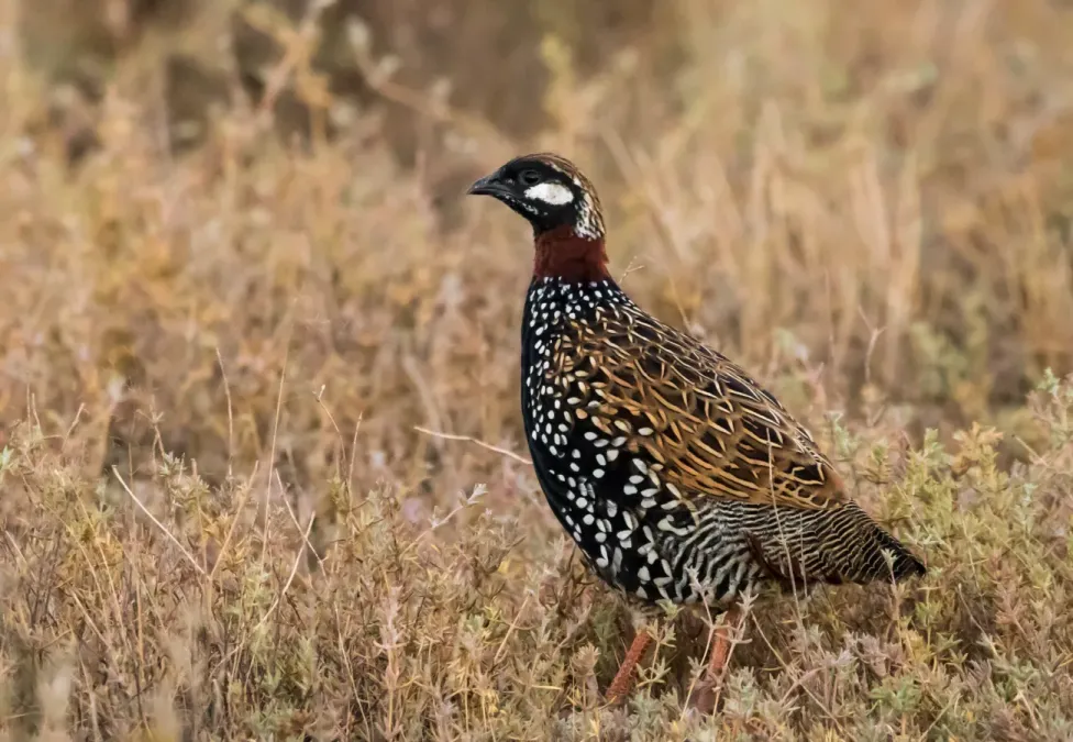 File:Francolinus francolinus, Azerbaijan.jpg