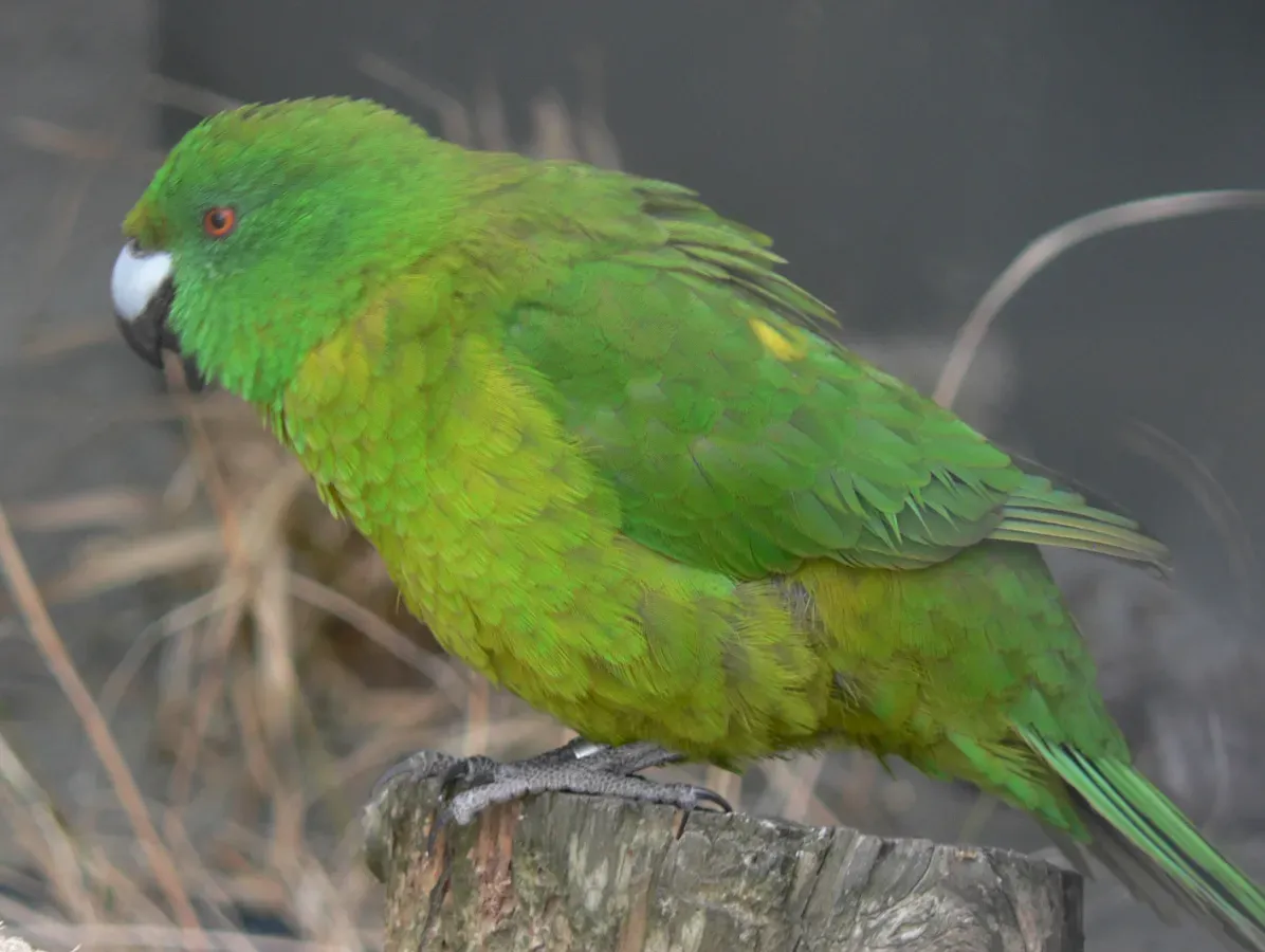 File:Cyanoramphus unicolor, Pengo (cropped).jpg