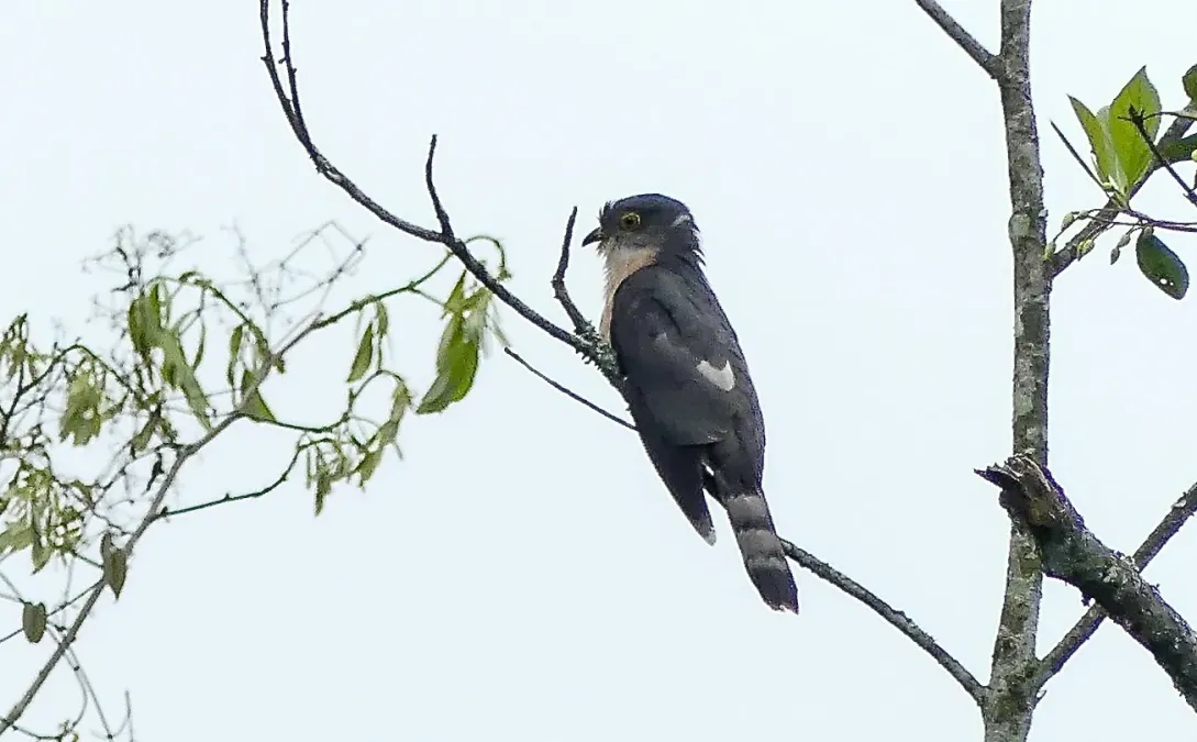 File:Hierococcyx nisicolor.jpg