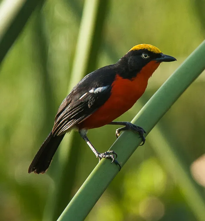 File:Papyrus Gonolek (Laniarius mufumbiri) - Kibale National Park, Uganda.jpg