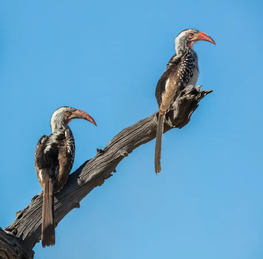 File:Cálaos de pico rojo del sur (Tockus rufirostris), parque nacional Makgadikgadi Pans, Botsuana, 2018-07-30, DD 14.jpg