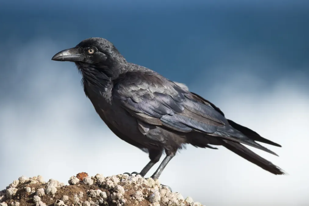 File:Corvus coronoides - Doughboy Head.jpg
