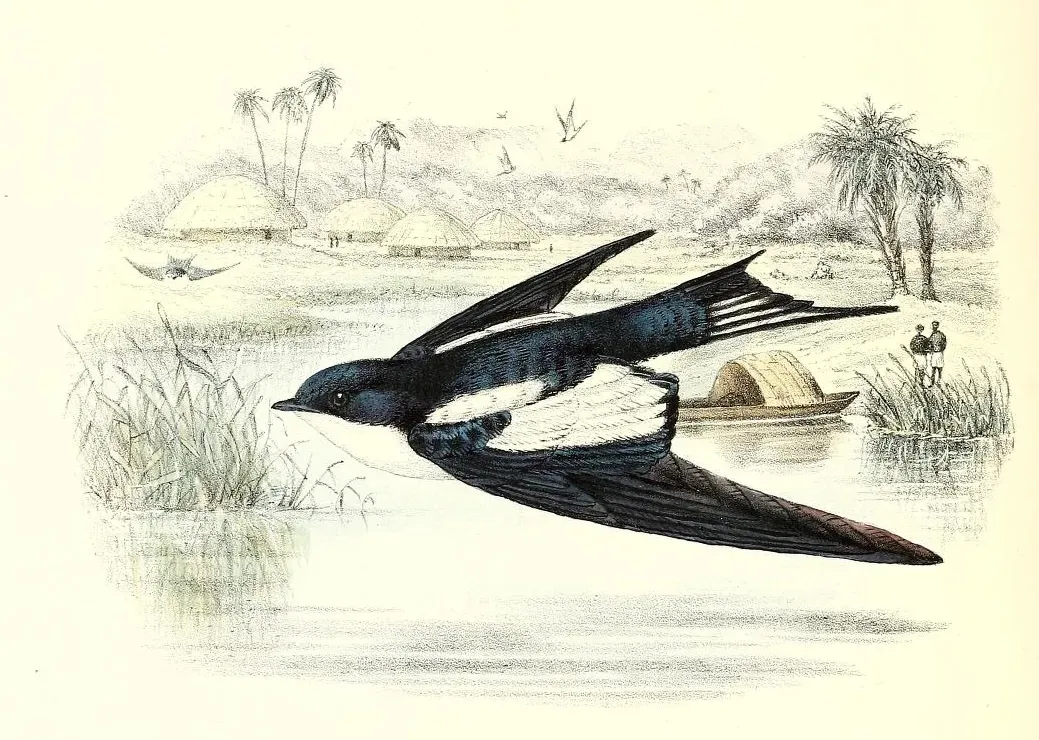 File:Hirundo leucosoma CWW.jpg