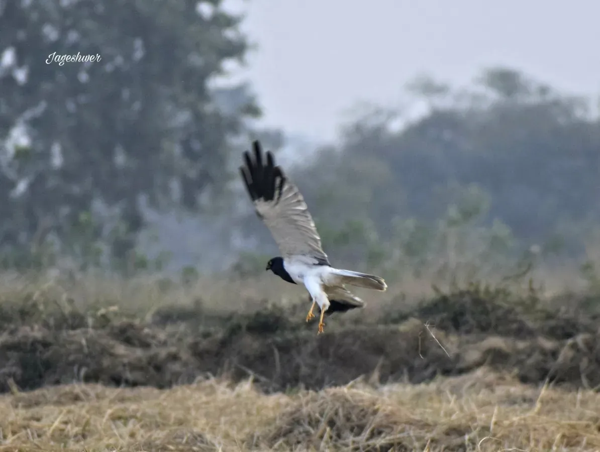 File:Pied harrier (Circus melanoleucos).jpg