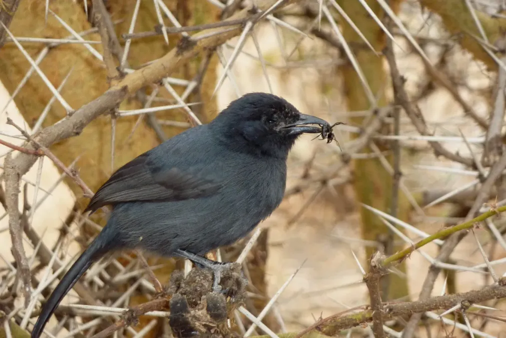 File:Laniarius funebris.jpg