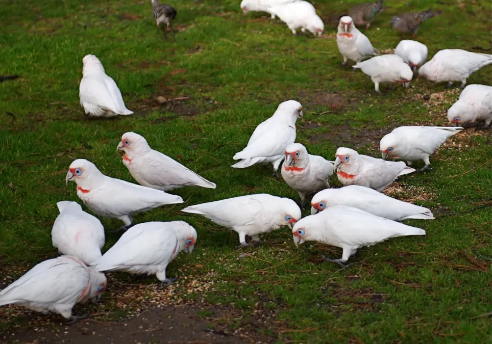 File:Cacatua tenuirostris -Melbourne -many feeding-8.jpg