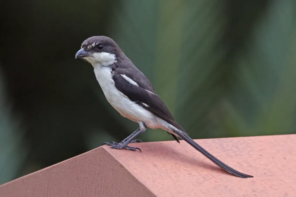 File:Common fiscal (Lanius collaris subcoronatus).jpg