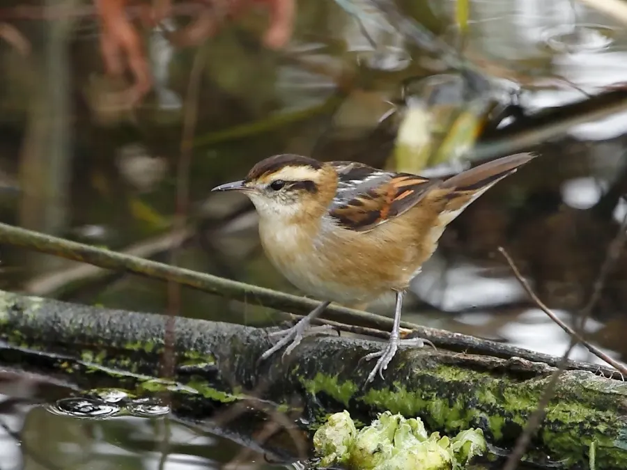 File:Phleocryptes melanops - Wren-like rushbird; Montevideo, Uruguay.jpg
