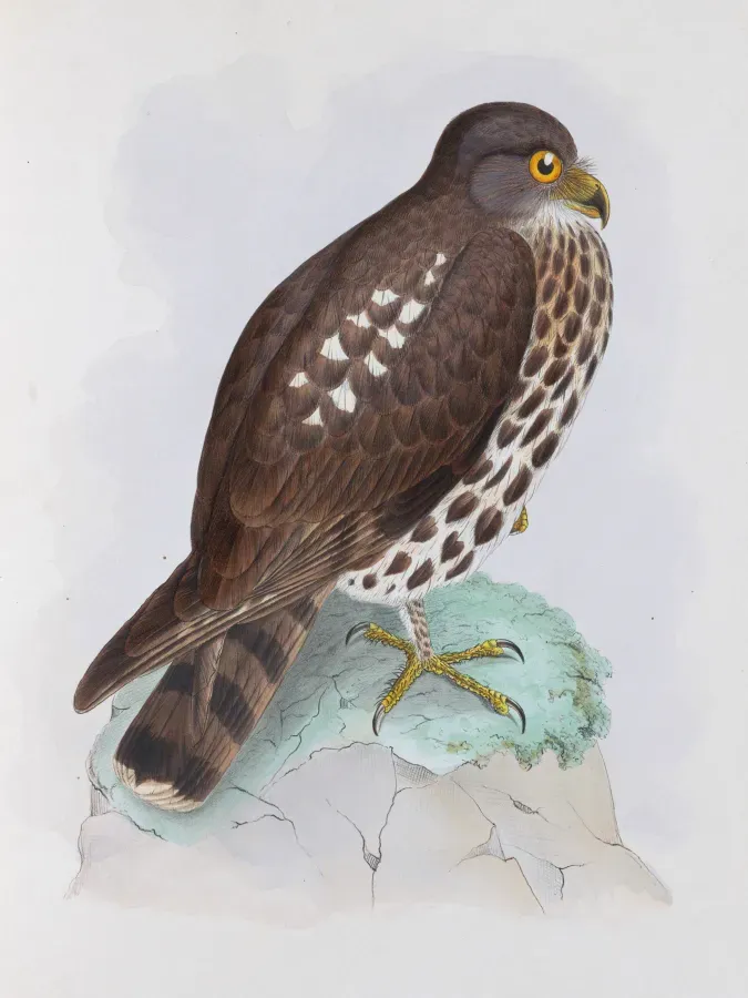 File:Ninox japonica from Fauna Japonica.jpg