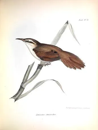 File:Limnornis curvirostris - Gould.jpg