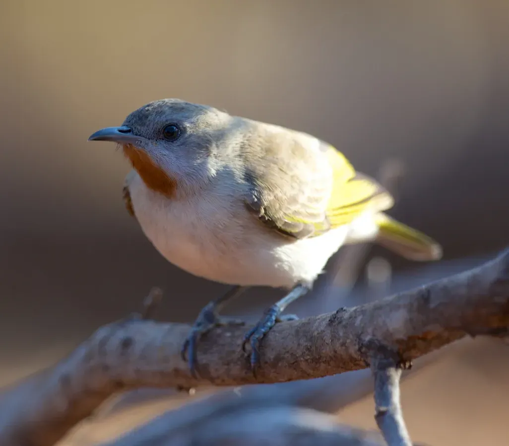 File:Conopophila rufogularis - Rufous-throated Honeyeater (cropped).jpg