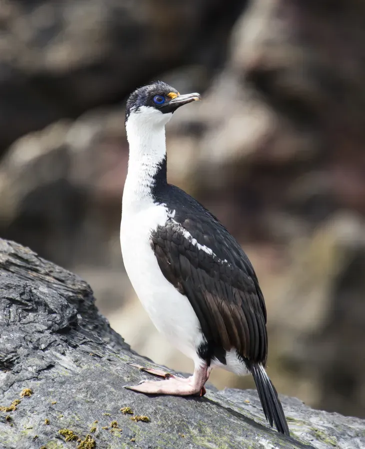 File:SGI-2016-South Georgia (Cooper Bay)–South Georgia Shag (Leucocarbo georgianus) (cropped).jpg