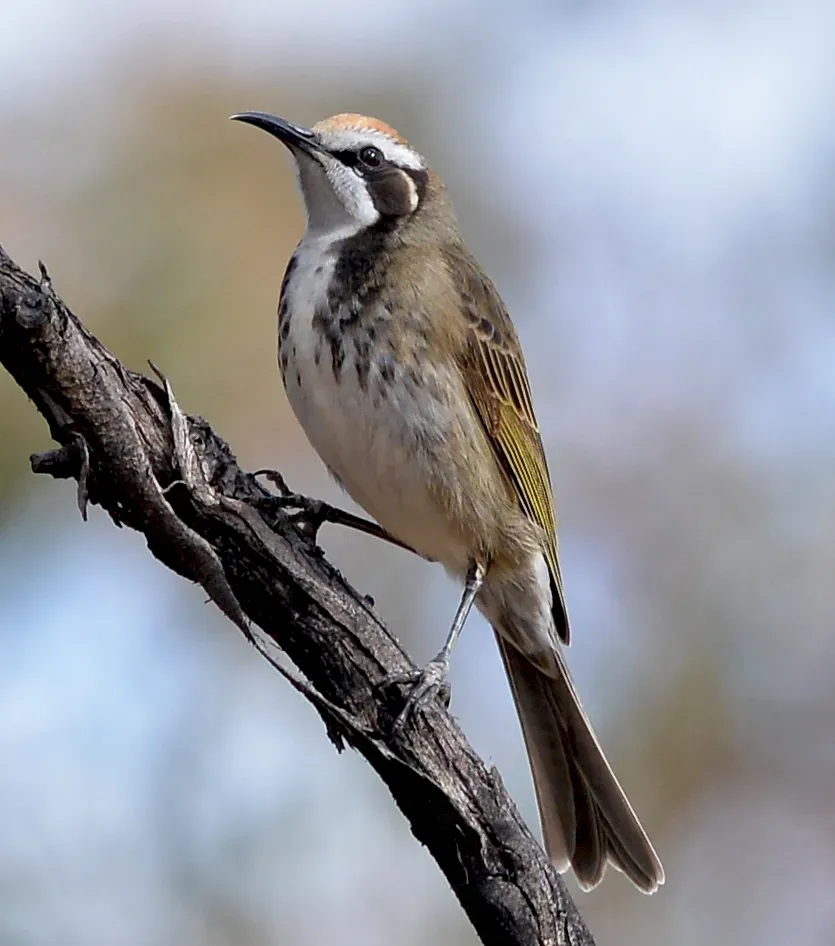 File:Tawny-crowned Honeyeater (Gliciphila melanops).jpg